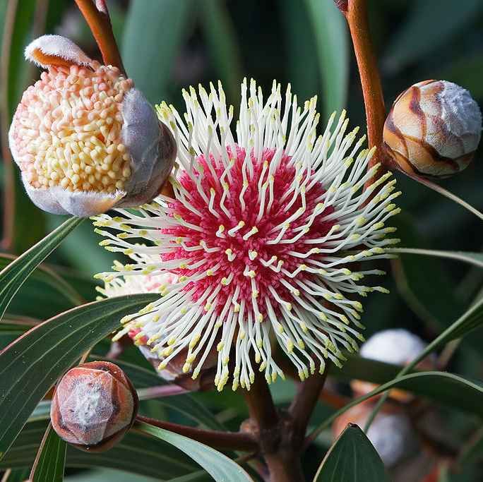 Pincushion Hakea Seeds (Hakea laurina)