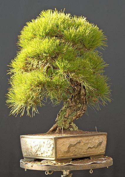 Graines Pinus Densiflora (Graines Pin Rouge du Japon )
