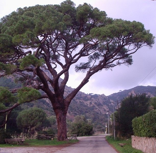 Pinus Pinea Seeds (Stone Pine)
