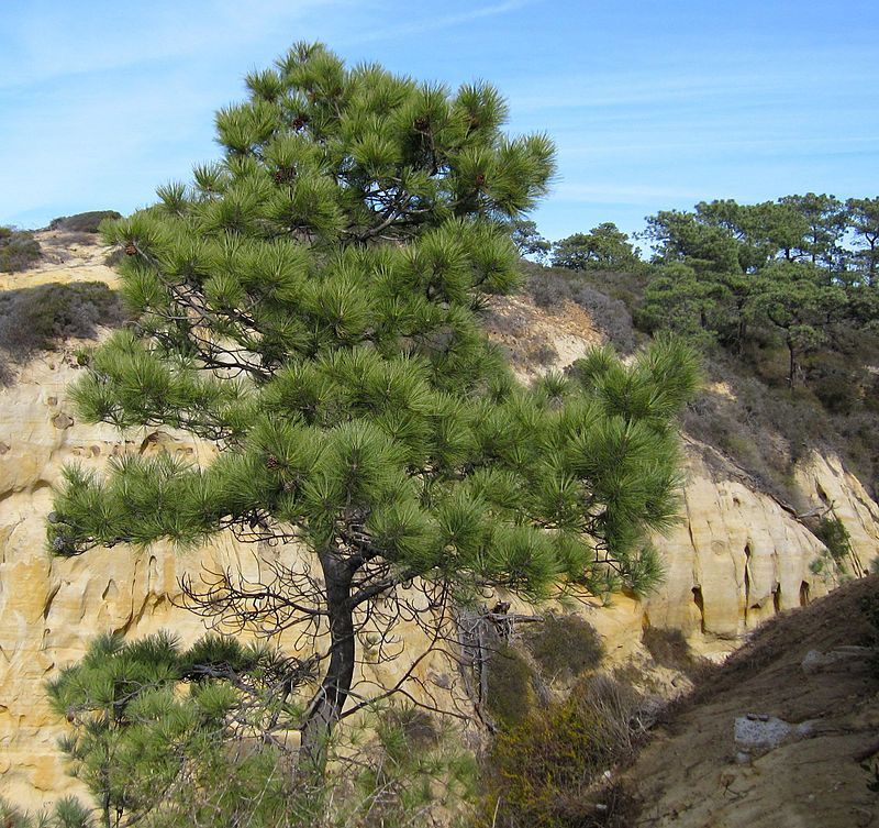 Graines Pin de Torrey (Pinus torreyana)