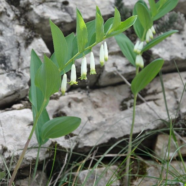 Graines Polygonatum Odoratum (Sceau de Salomon odorant)