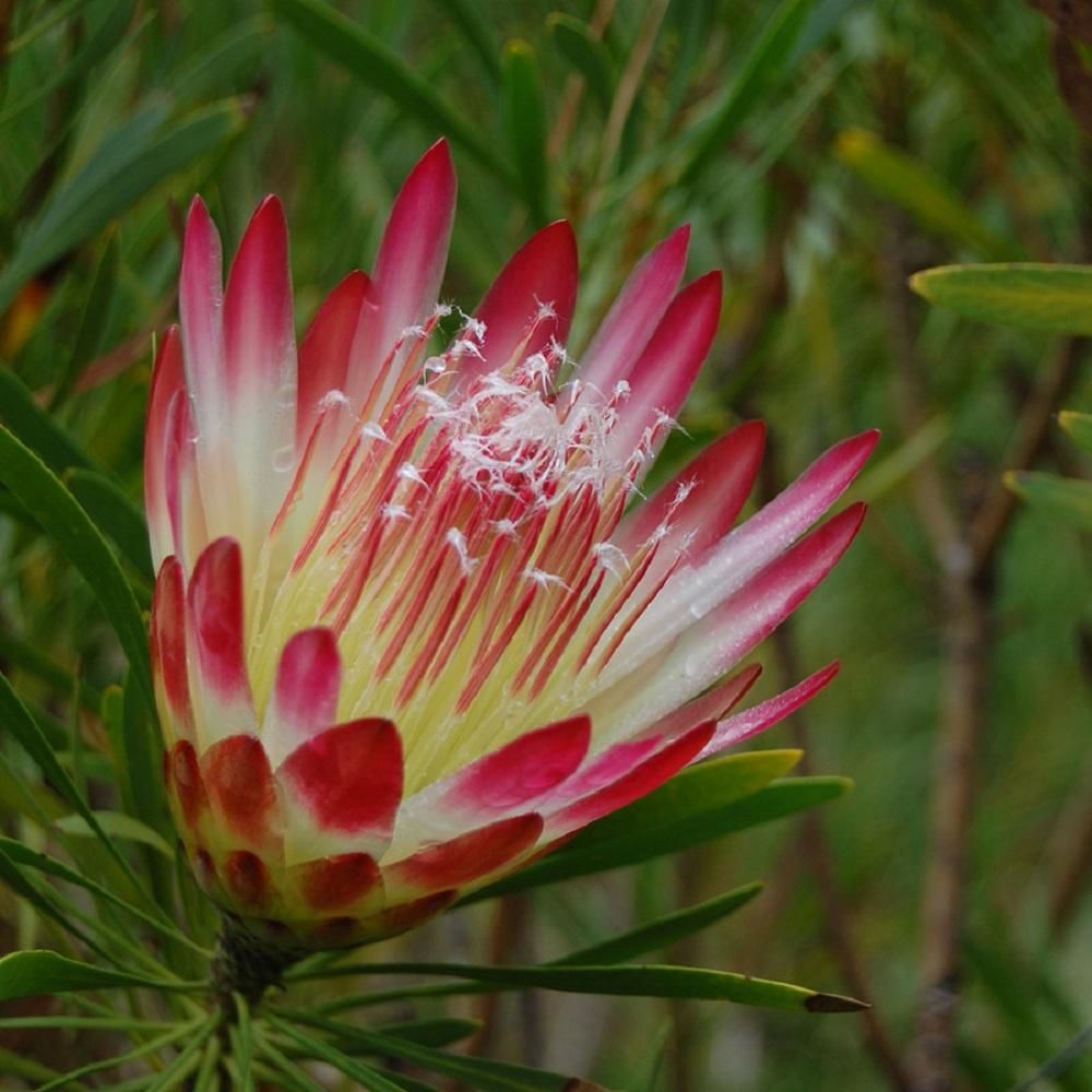 Protea Repens Seeds (Sugarbush Protea Seeds)