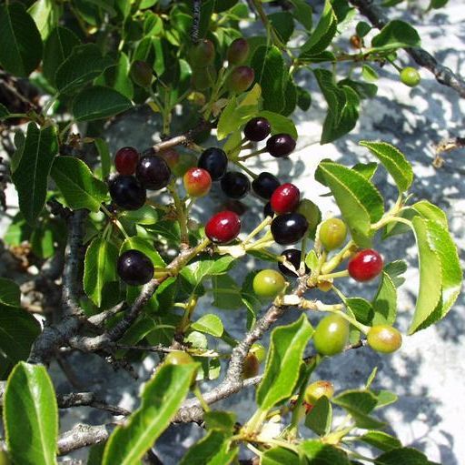 Graines Prunus Mahaleb (Graines Cerisier Mahaleb, Cerisier de Sainte Lucie)