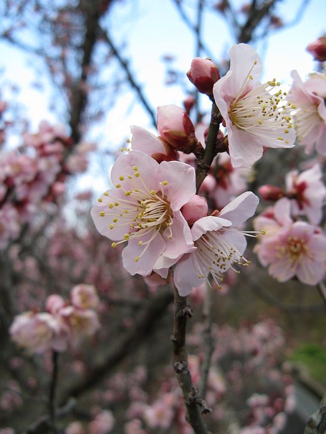 Graines Prunus Mume (Graines Pru, Graines Abricotier Japonais)