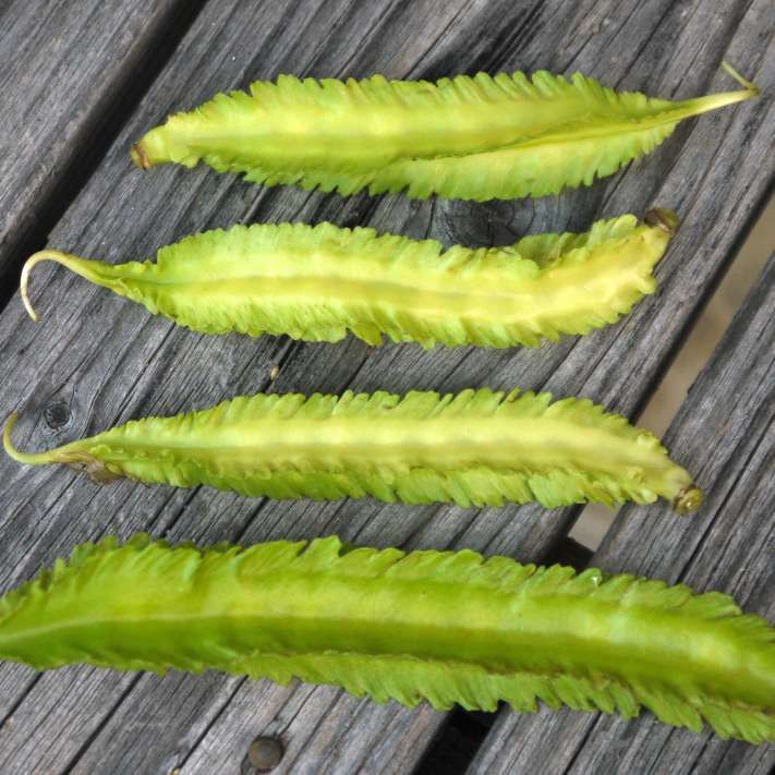Winged Bean Seeds (Psophocarpus tetragonolobus)