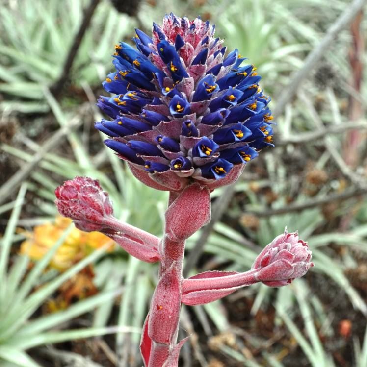 Puya Venusta Seeds (Bromeliad Seeds)