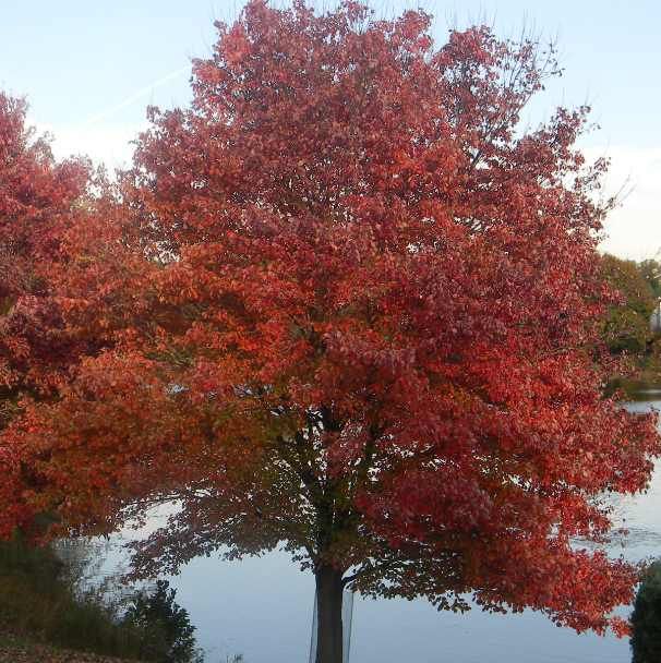 Red Maple Seeds (Acer Rubrum Seeds)