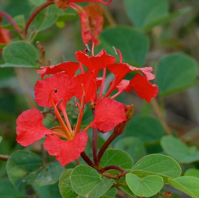 Bauhinia Galpinii Seeds (Red Orchid Tree Seeds)