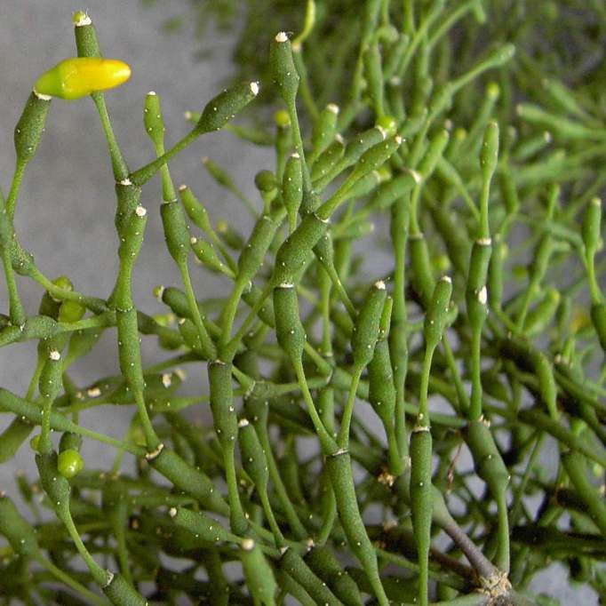 Rhipsalis Seeds Mix