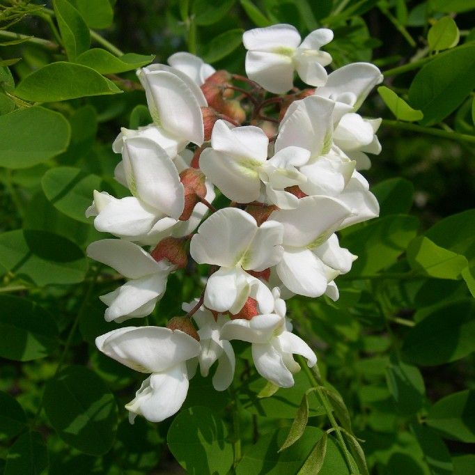 Robinia Pseudoacacia Seeds (Black Locusts)