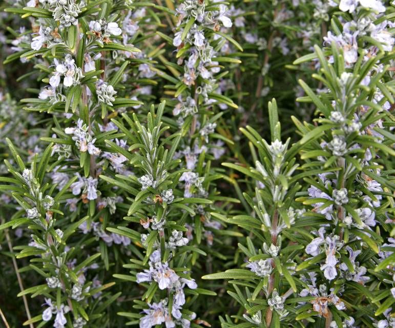 Graines Romarin (Rosmarinus officinalis) * BIOLOGIQUE*