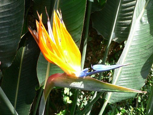 Graines Strelitzia Reginae (Graines Oiseau du Paradis)