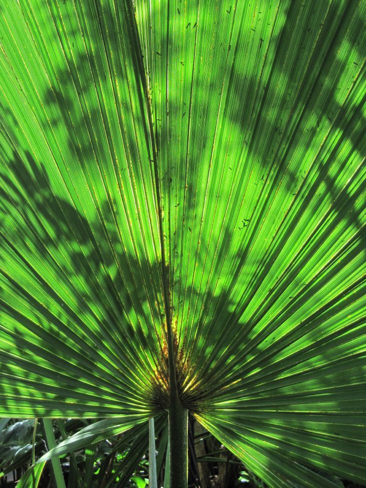 Sabal Minor Seeds (Dwarf Palmetto Seeds)