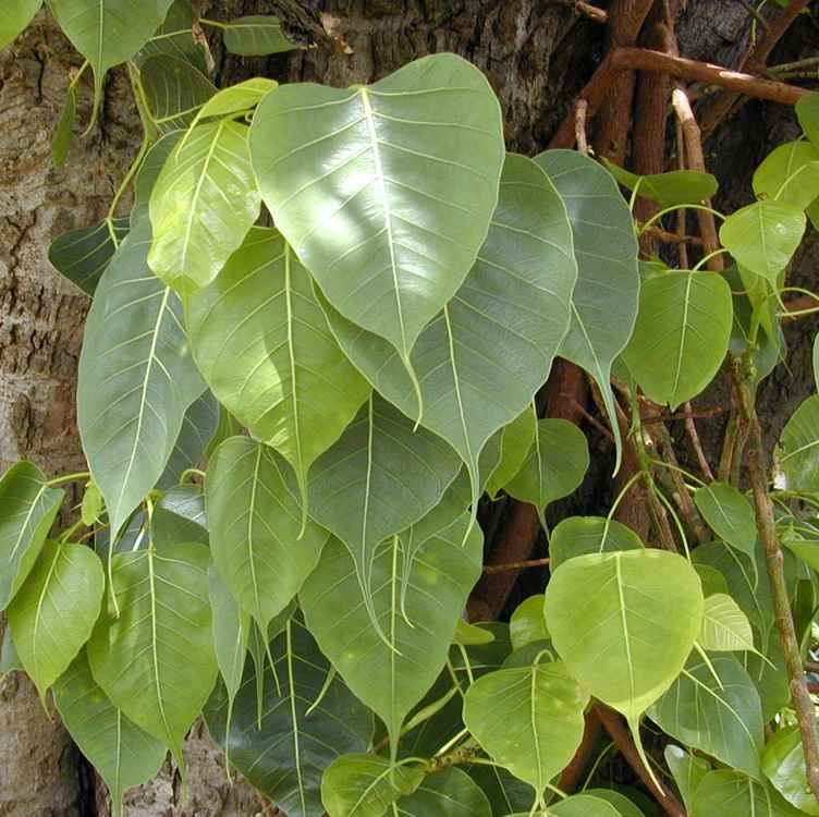 Graines Ficus Religiosa (Figuier des Pagodes, Figuier Sacré)