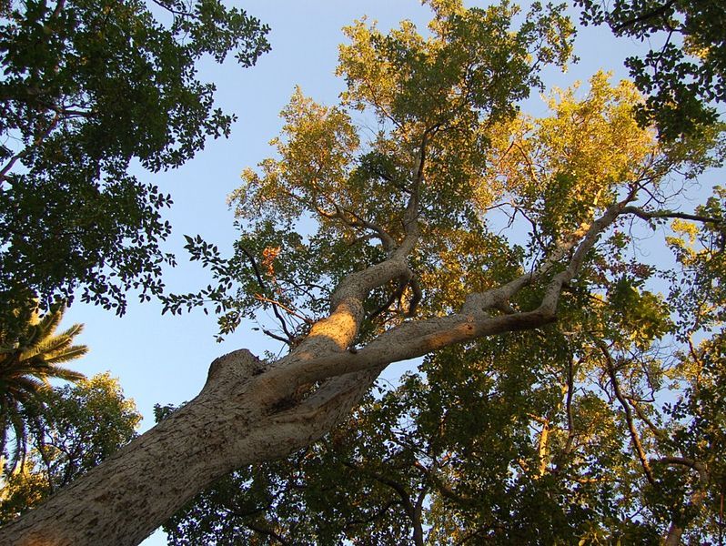 Graines Acer Oblongum (Graines Érable à Feuilles Persistantes)