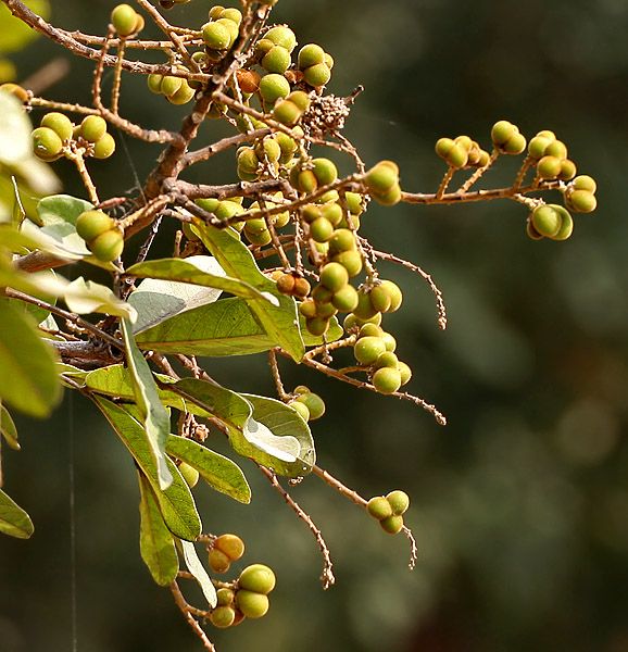 Sapindus Detergens Seeds ( Soapnut Tree Seeds)