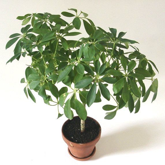 Graines Schefflera arboricola (Arbre Ombrelle)