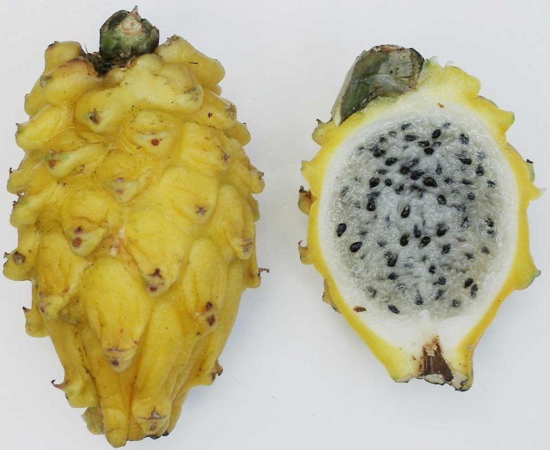 Graines Selenicereus Megalanthus (Graines Pitaya Jaune, Graines Fruit du Dragon)