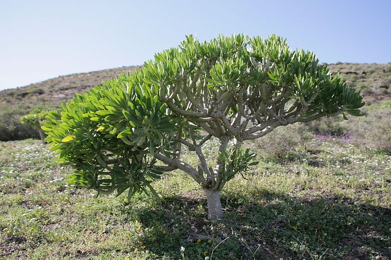 Graines Kleinia Neriifolia (Graines Senecio Kleinia)