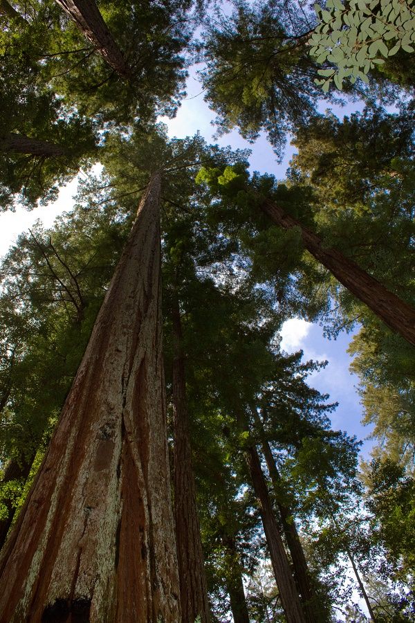 Graines Sequoia Sempervirens (Graines Sequoia à Feuilles Persistantes)