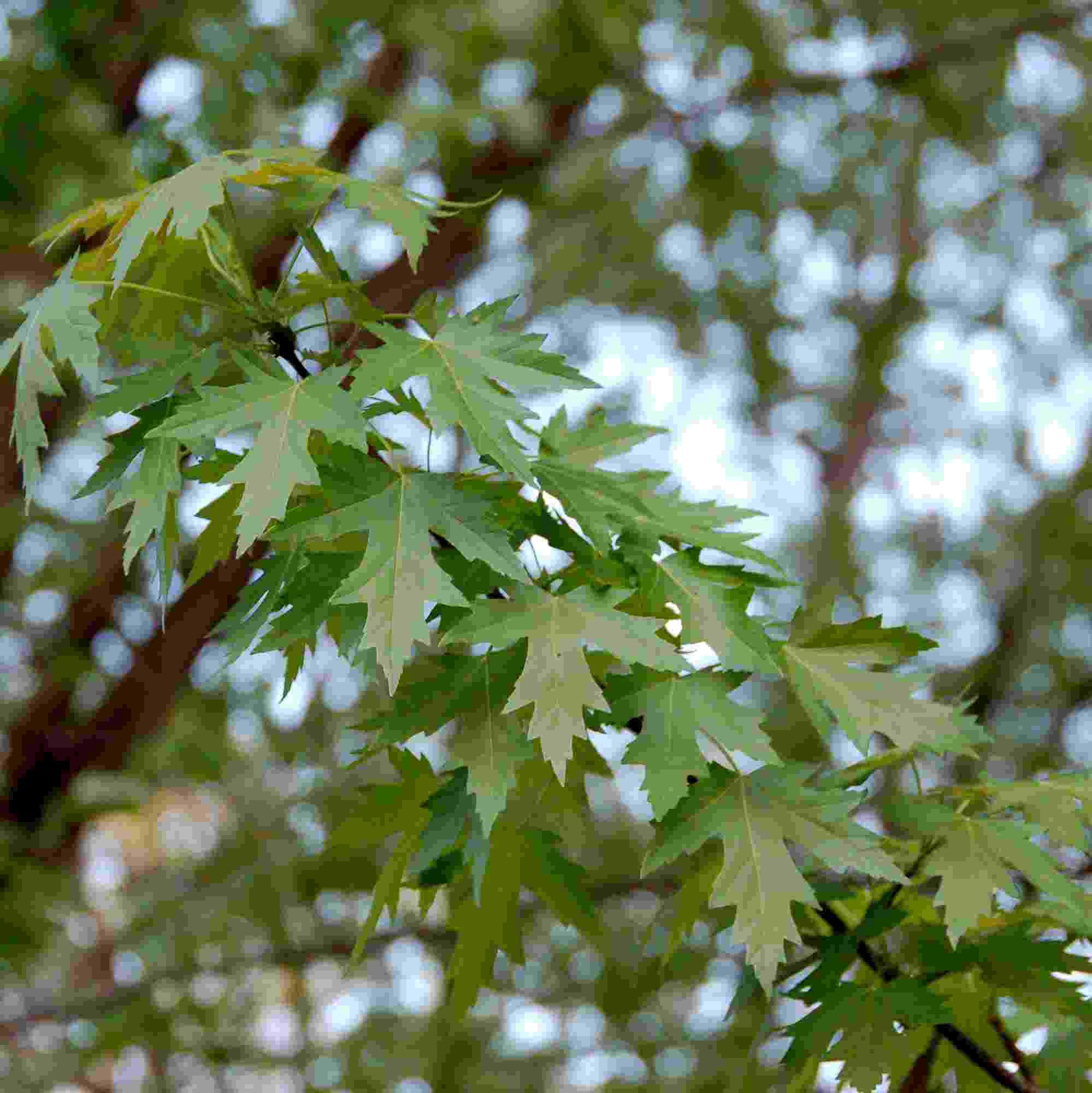 Acer Saccharinum Seeds (Silver Maple)
