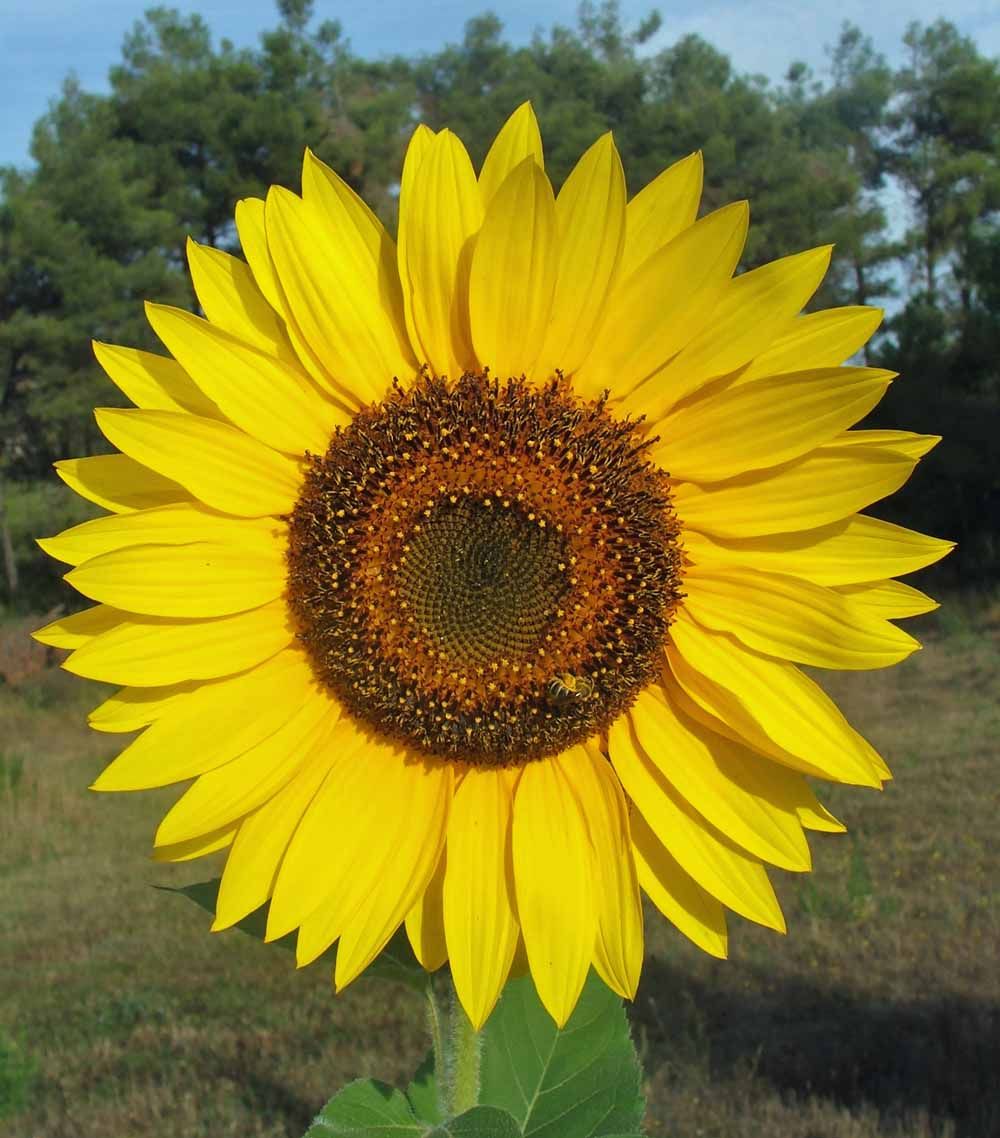 Graines Helianthus Giganteus (Graines Tournesol Géant)