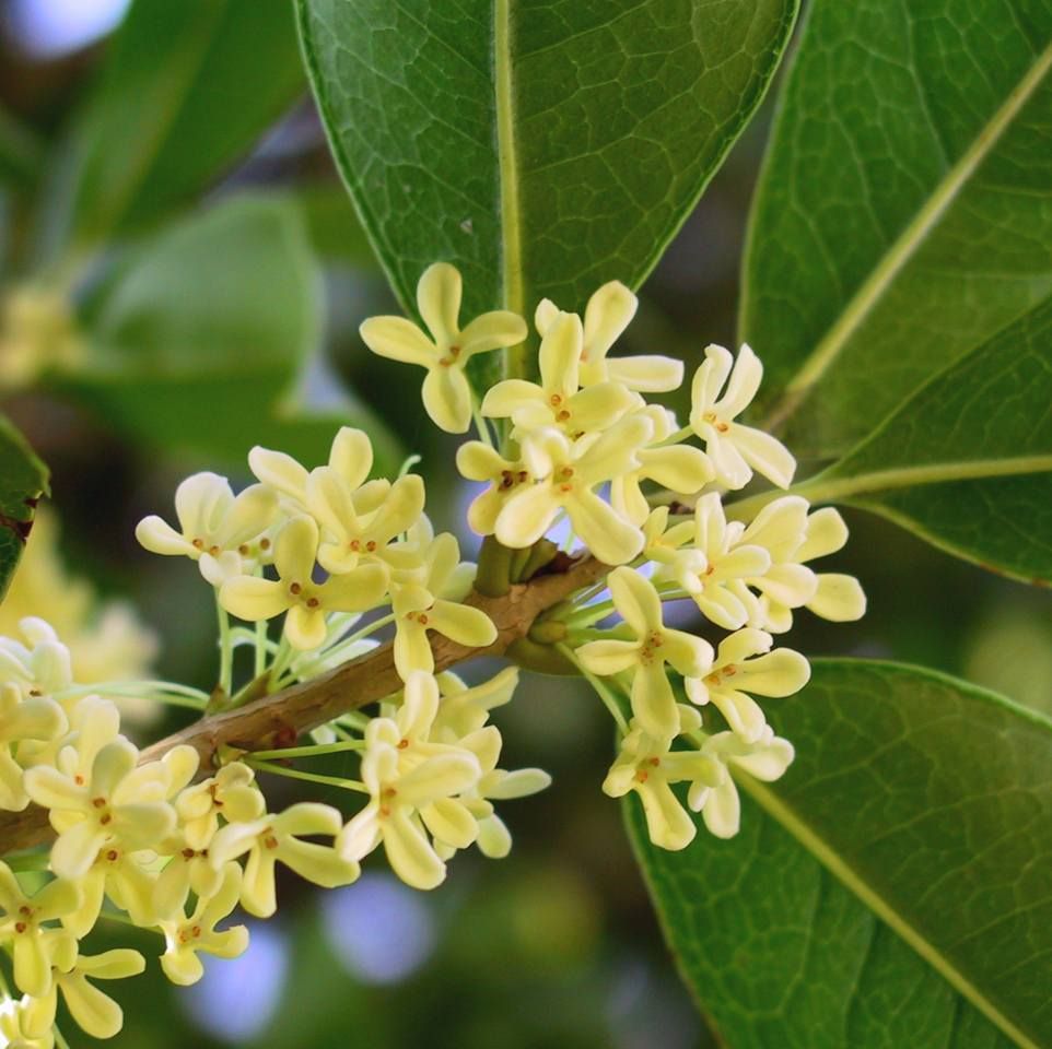 Graines Olivier Odorant (Osmanthus fragrans)