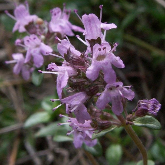 Graines Serpolet (Thymus Serpyllum)