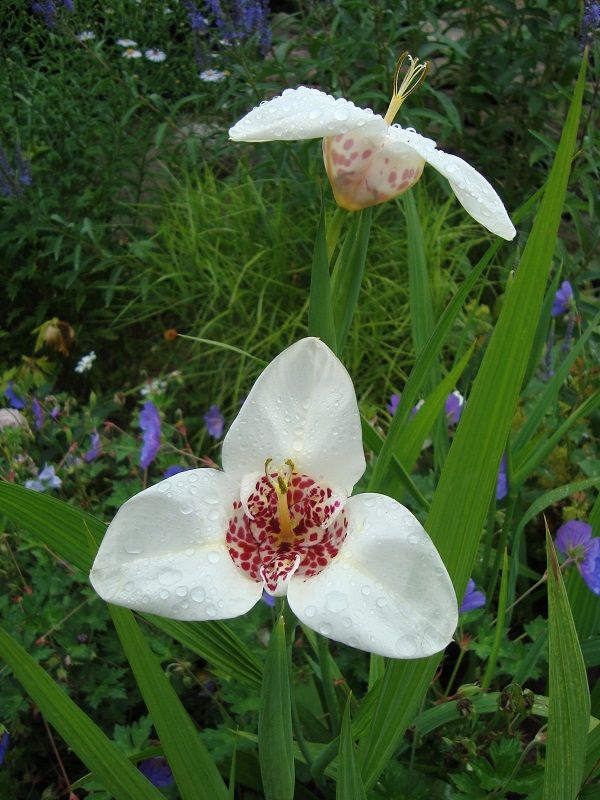 Graines Tigridia Pavonia Blanc (Graines Fleur De Tigre)