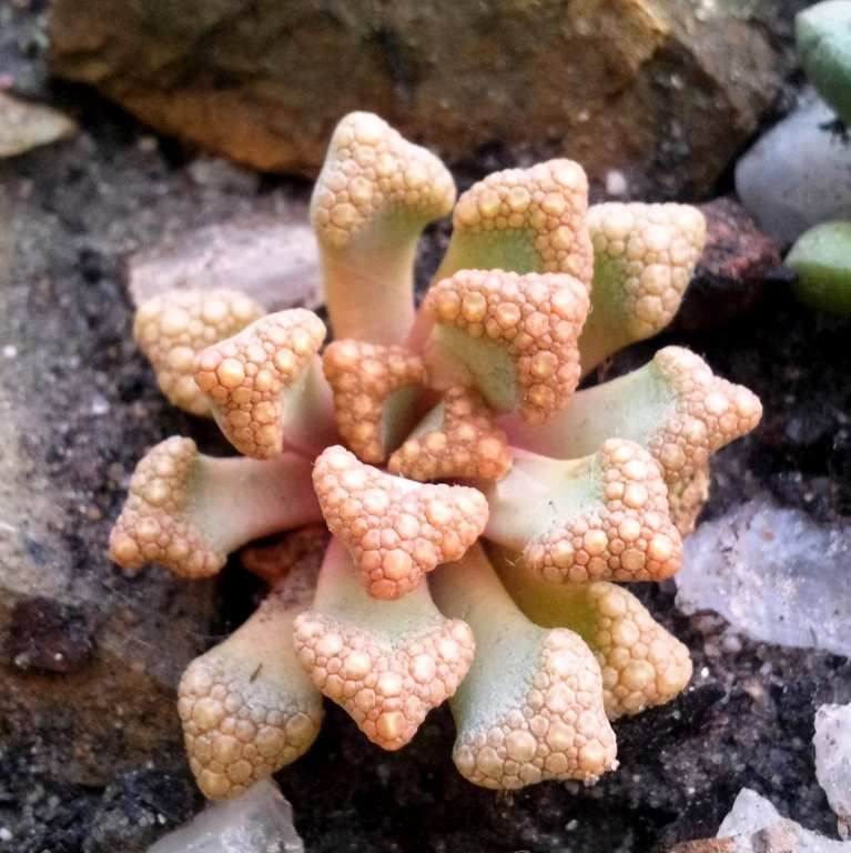 GrainesTitanopsis Hugo-Schlechteri