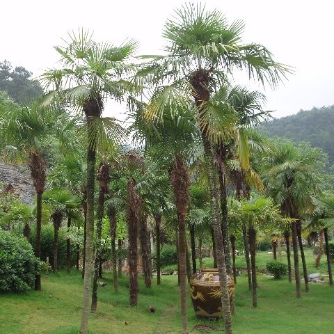 Trachycarpus Fortunei Seeds (Windmill Palm, Chusan Palm)