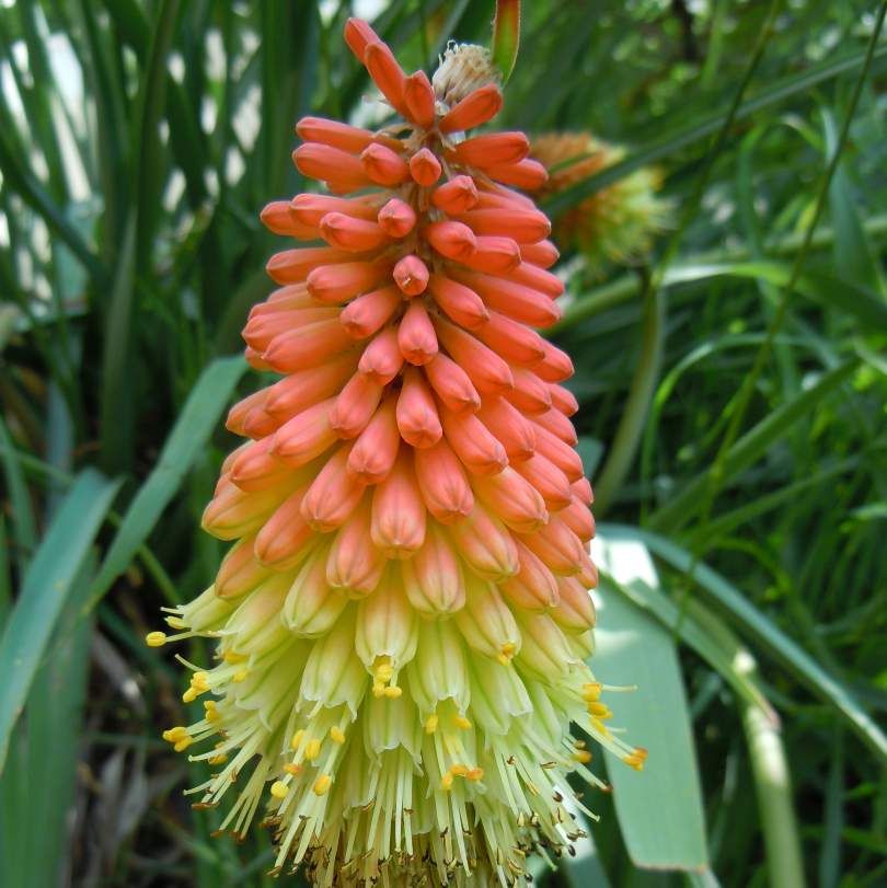 Tritoma Uvaria Seeds (Kniphofia Aloides Seeds, Red Hot Poker Seeds)