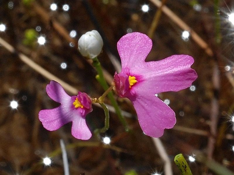 Graines Utricularia Multifida