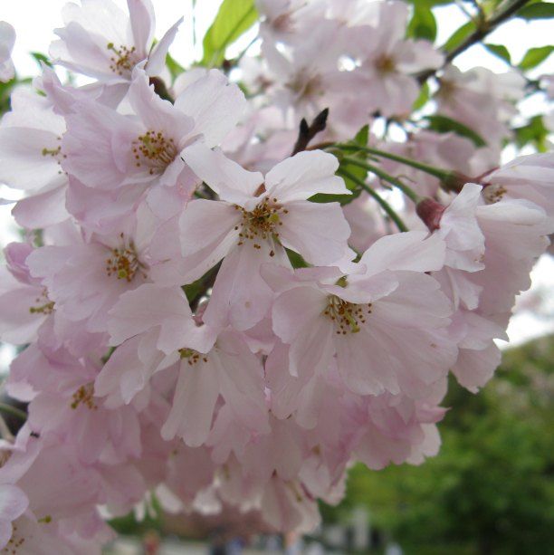 Prunus Subhirtella Pendula Seeds (Weeping Higan Cherry Seeds)