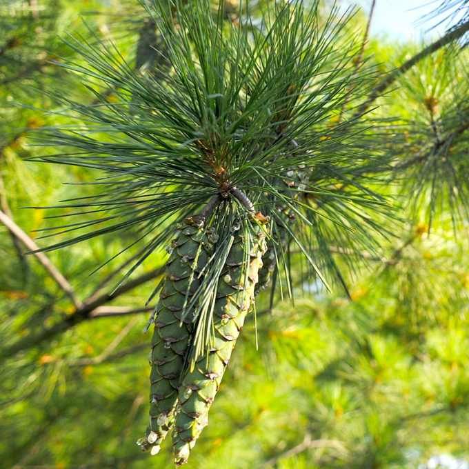 Graines Pinus Strobus (Pin Blanc)