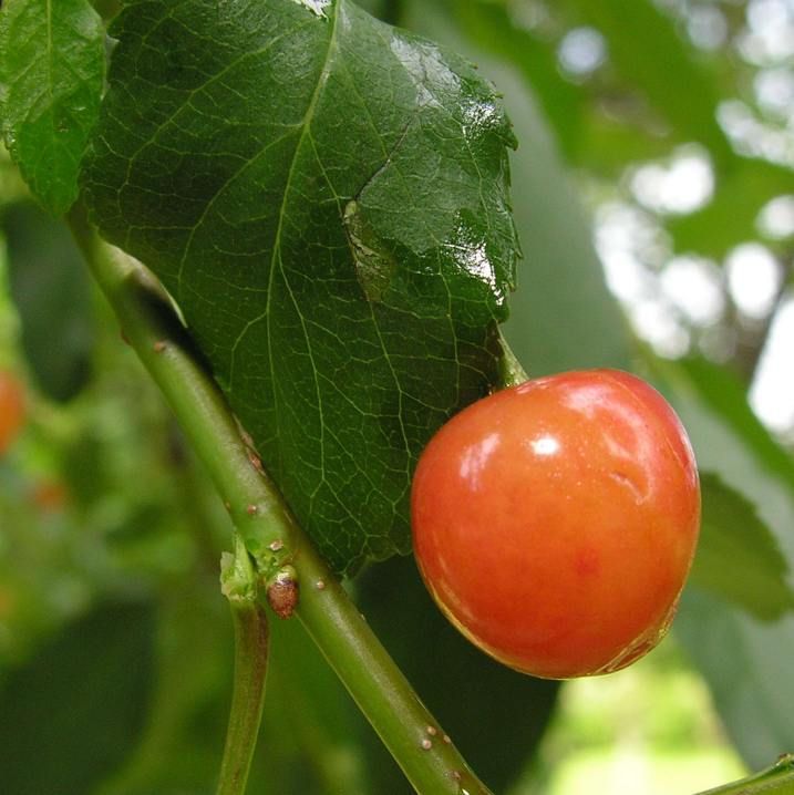 Graines Merisier (Prunus Avium)