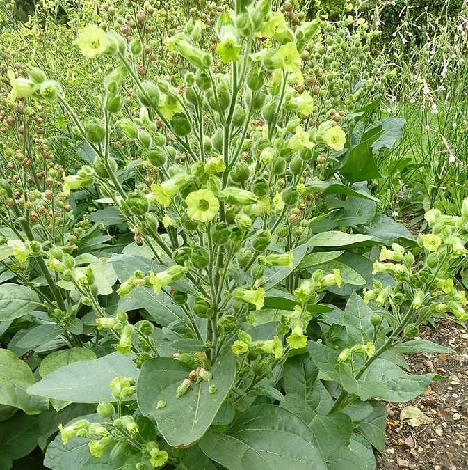 Wild Tobacco Seeds (Nicotiana rustica)