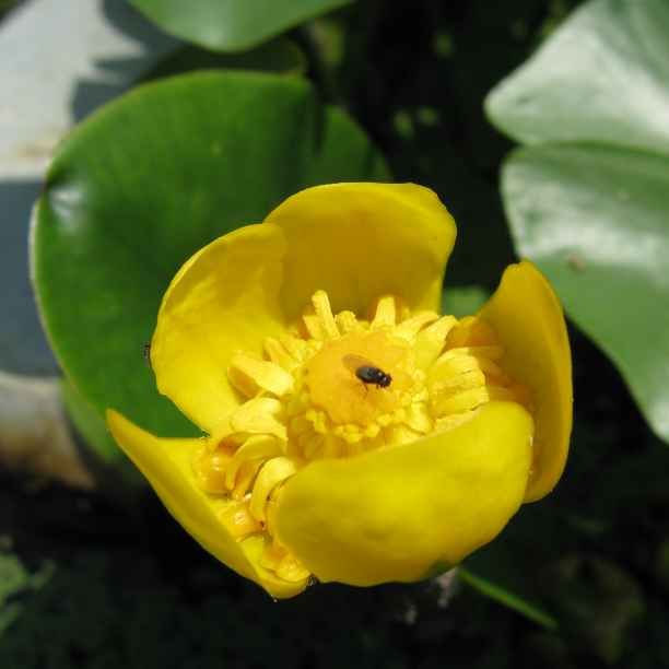 Yellow Pond-Lily Seeds (Nuphar pumila)