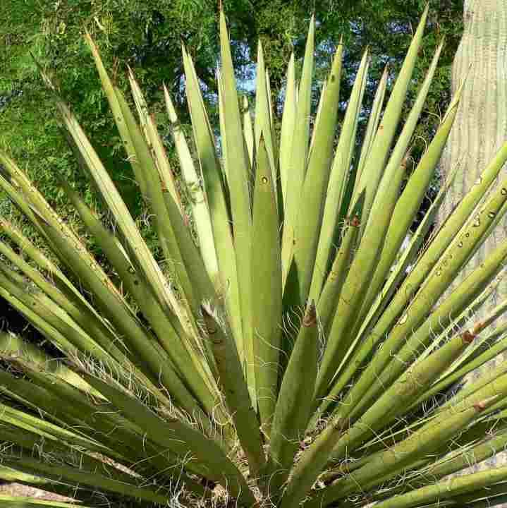 Graines Yucca Faxoniana