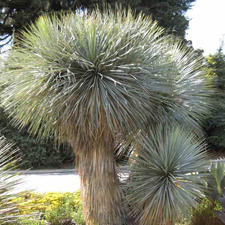 Yucca Rostrata Seeds (Blue Beaked Yucca Seeds, Big Bend Yucca Seeds, Old Man Yucca Seeds)