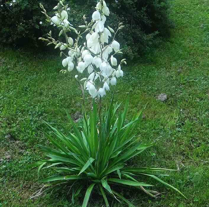 Graines Yucca Filamentosa