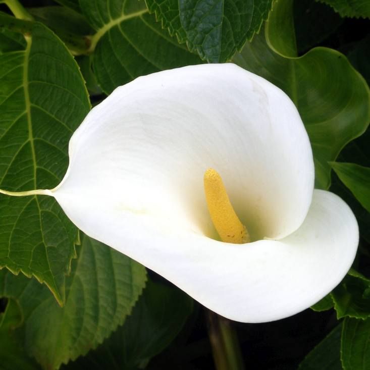 Zantedeschia Aethiopica Seeds (Calla Lily Seeds, Arum Lily Seeds)