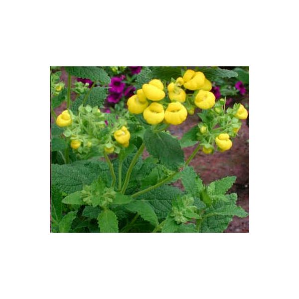Calceolaria Integrifolia Seeds (Slipperwort Seeds, Pocketbook Plant Seeds)