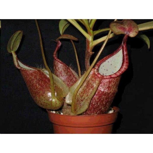 RAFFLES PITCHER PLANT Nepenthes Rafflesiana 5 Seeds 
