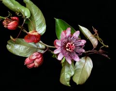Passiflora Ambigua Seeds (Passiflora Emiliae Seeds, Passion Flower Seeds)