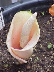 Amorphophallus Bulbifer Seeds (Voodoolily Seeds, Pink Devil's Tongue)