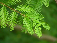 Dawn Redwood Seeds (Metasequoia Glyptostroboides)