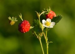 Woodland Strawberry Seeds