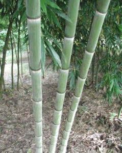 Bamboo Phyllostachys Pubescens Moso