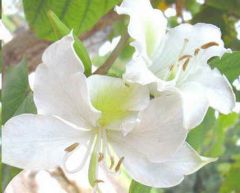 White Orchid Tree Seeds